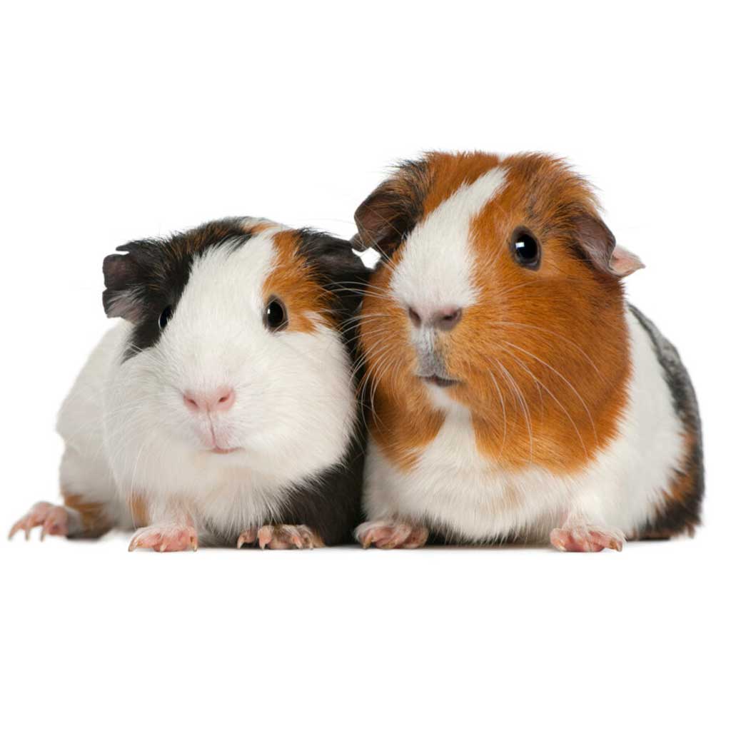 Guinea Pigs need atleast a 2ft x 4ft, 8sq ft living space