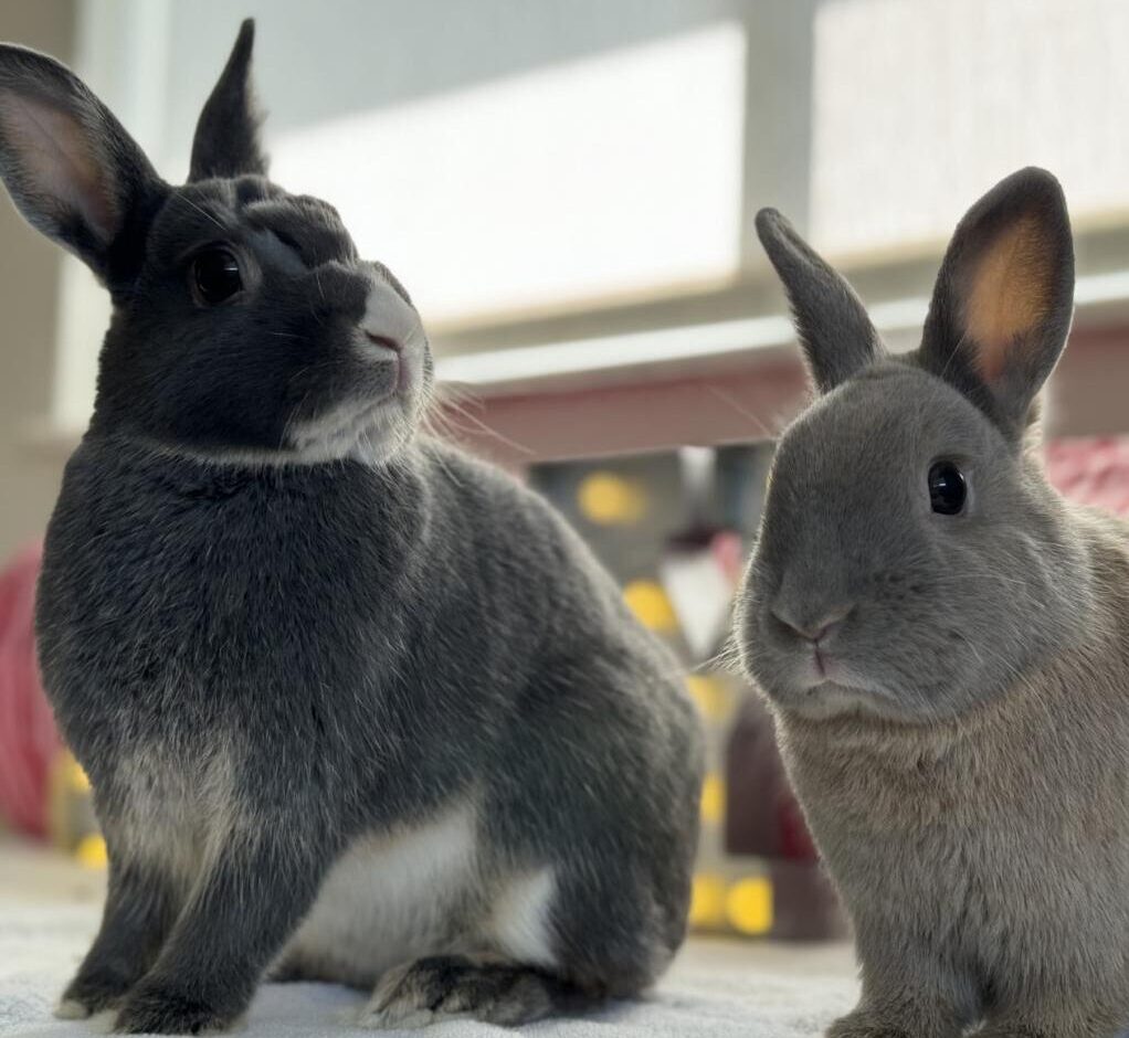 Adoptable rabbit sisters