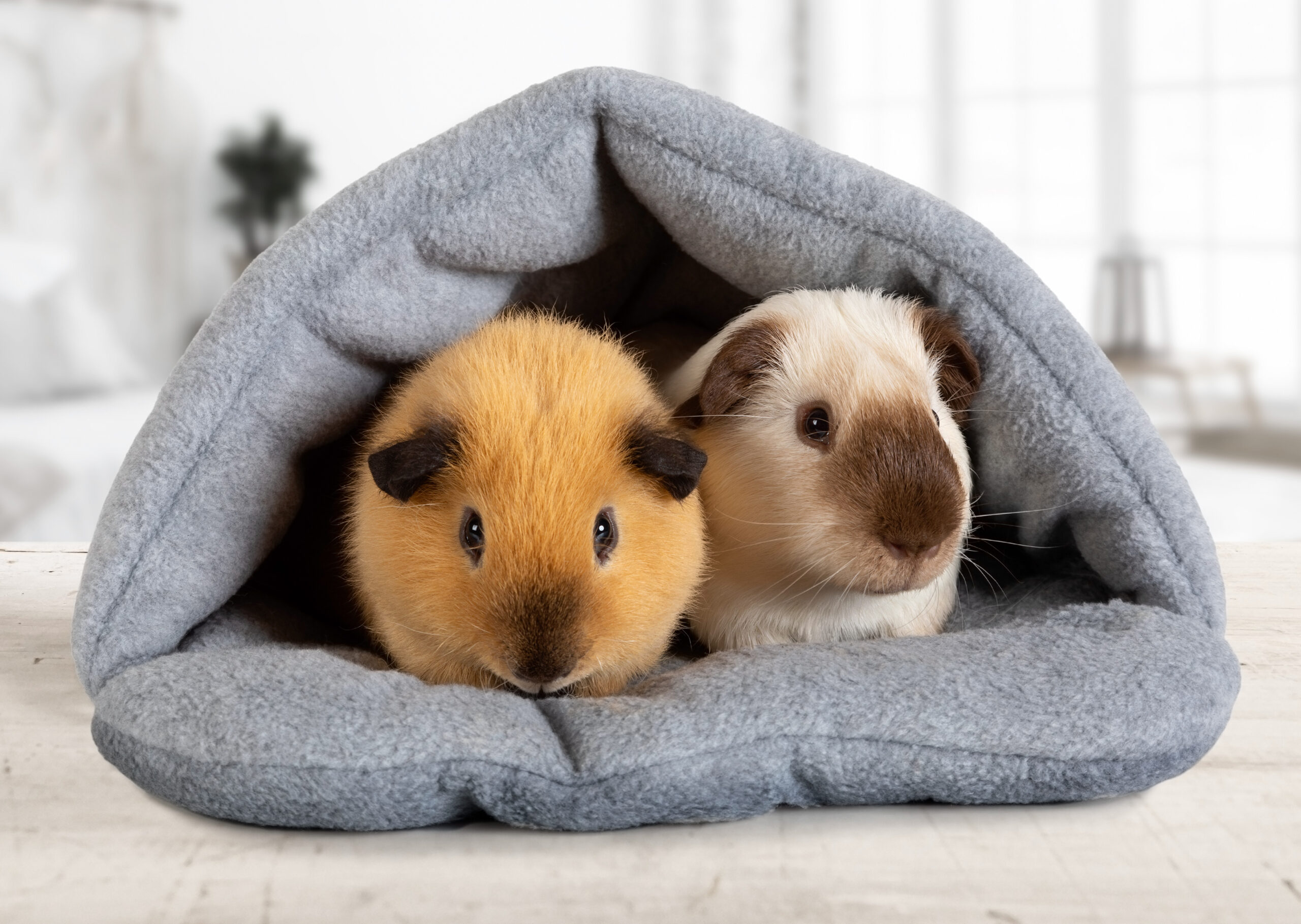 Two guinea pigs cuddling in a cozy hidey