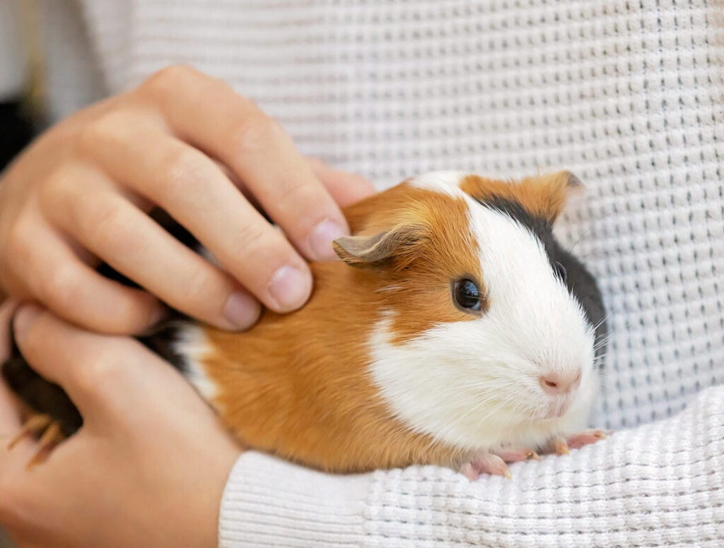 hands holding a guinea pig