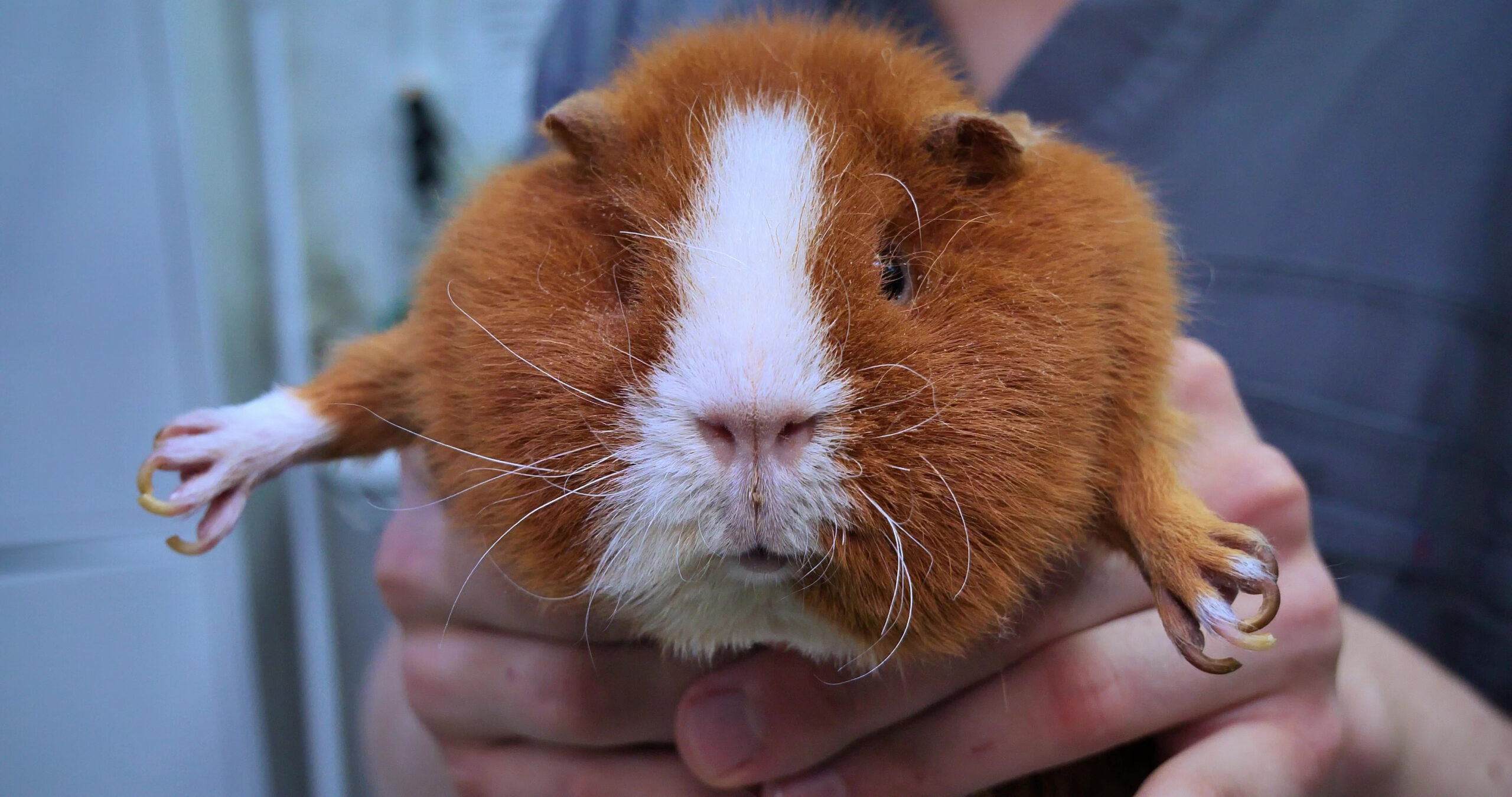 a guinea pig with overgrown nails