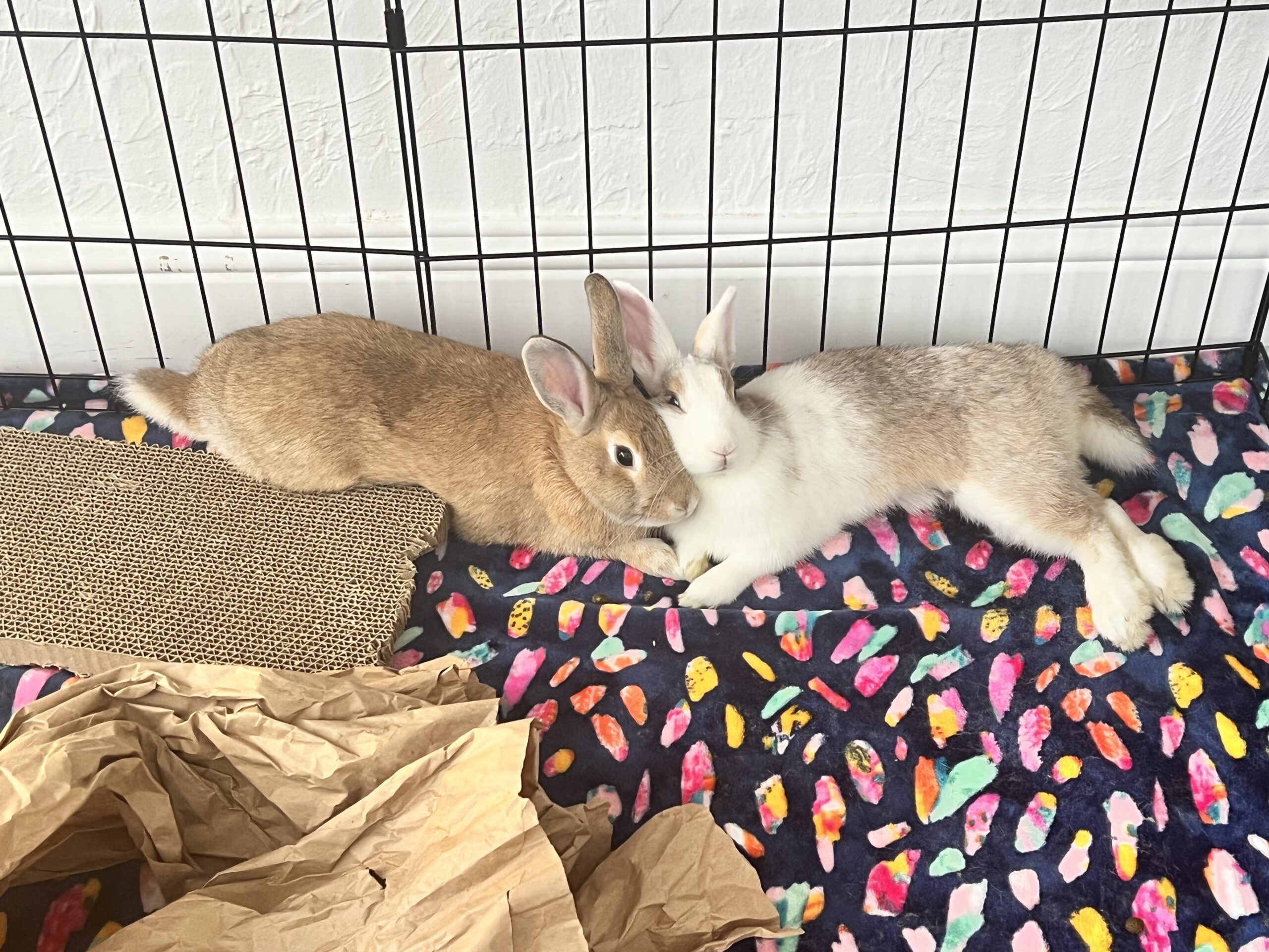 Two rabbits cuddling.