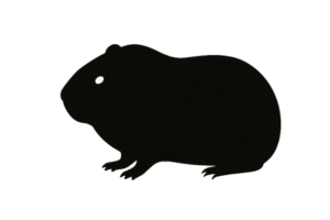 guinea pig