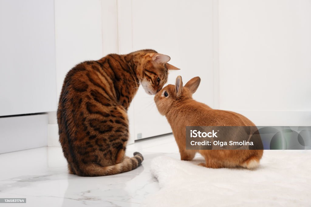 istockphoto-1365831764-1024x1024